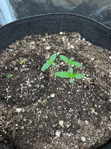 Do-si-doe — vegetative, day 1
