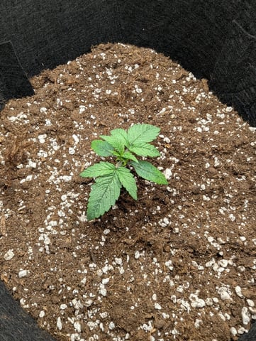 Pineapple Express  — seedling_rooting, day 9