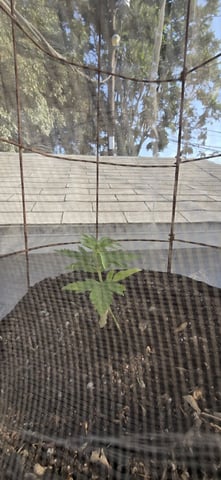 CzechsMex 2.0 — vegetative, day 164