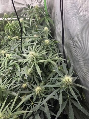 First Grow!!! — flower, day 1