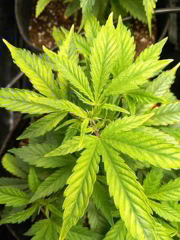 1st — vegetative, day 23