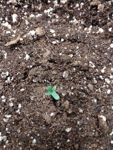 Round 2🥊 — germination, day 6