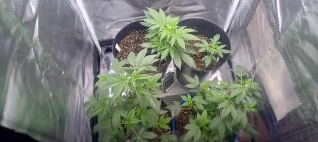 frst grow tent grow — vegetative, day 32
