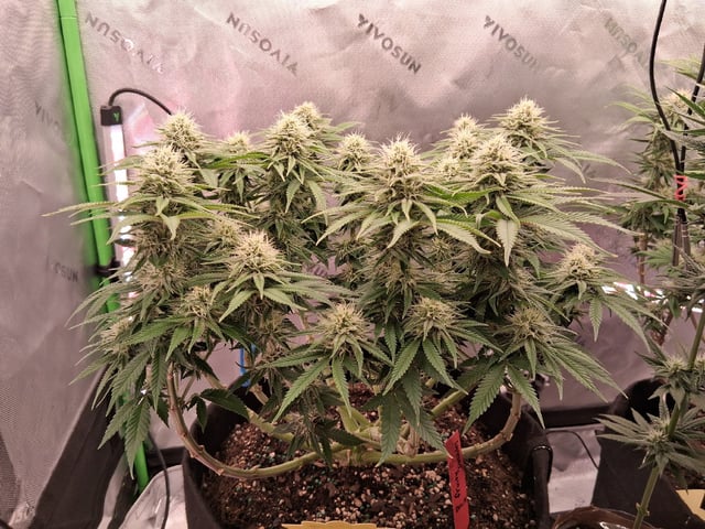 fruity pebbles, cap junky — flower, day 86