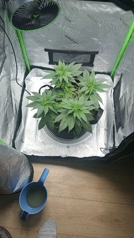 Critical Purple Kush — vegetative, day 59