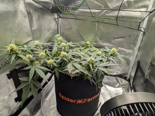 OG III — auto, day 44