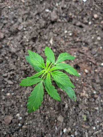 2nd Grow 2.0 New Set Up — grow_setup, day 1