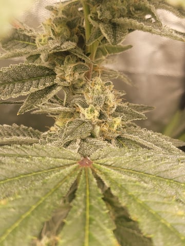 #3 — flower, day 67