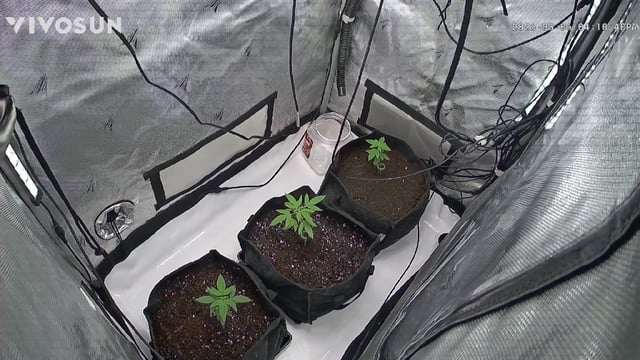 Barney's Gas Pack  — vegetative, day 6
