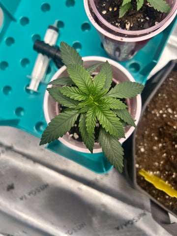 First Ever Grow GT — seedling_rooting, day 25