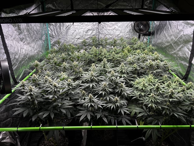 Pink Passion Fruit — flower, day 78