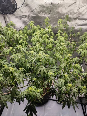 Grape Gasoline — flower, day 2