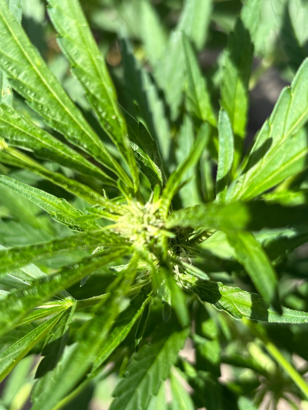 Rotten Heart (freebie From North Atlantics Breeders Dirty Bird Genetics 