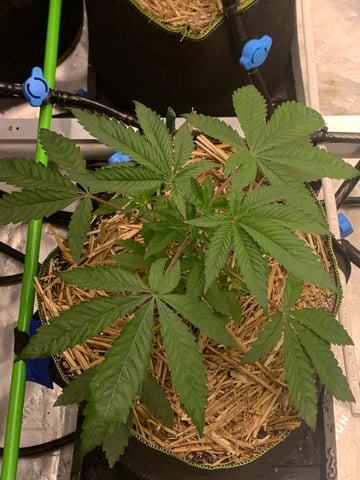 Six  — vegetative, day 34