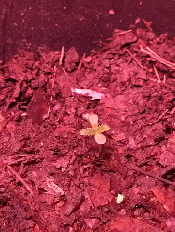 First grow — seedling_rooting, day 1