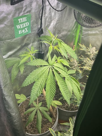 Thai xxl  — flower, day 10
