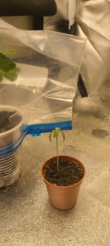 wedding cake auto flower — seedling_rooting, day 8