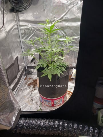 black gorilla feminized  — vegetative, day 11