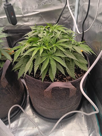 Master Kush — vegetative, day 30