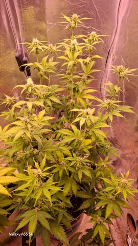 Eerste plantjes — flower, day 1