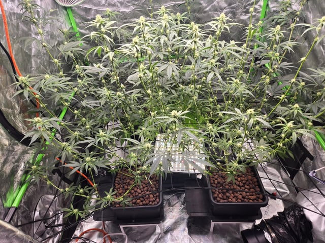 Funk Mountain 2 — flower, day 35