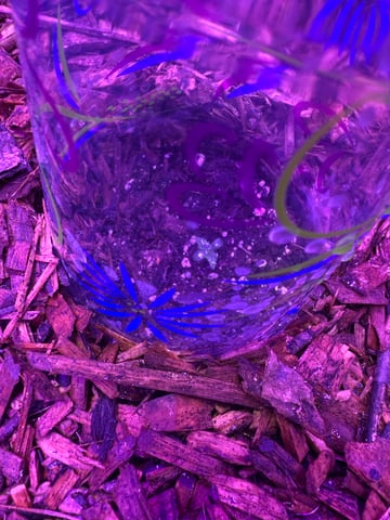 Late summer auto 2025 — seedling_rooting, day 8