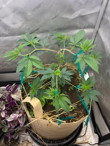 grow 4 — vegetative, day 19