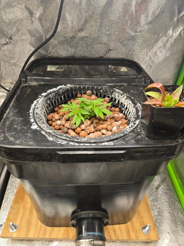 Growing — vegetative, day 40