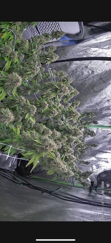 lil blue — flower, day 100