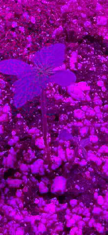 First Auto — vegetative, day 40