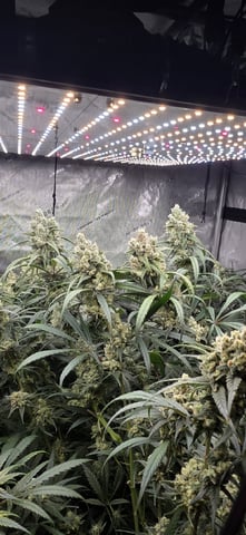 strawberry guava bx — flower, day 21