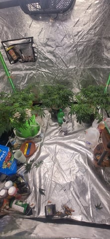 1st grow indoors(cardboard box to 2x2x4 to 5x5x6) — vegetative, day 63