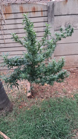 My First Grow — none, day 1