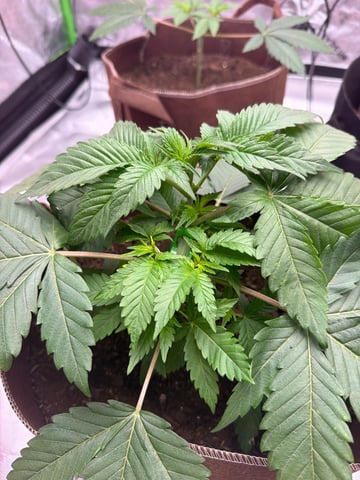 First Grow – Learning Every Day — grow_setup, day 2
