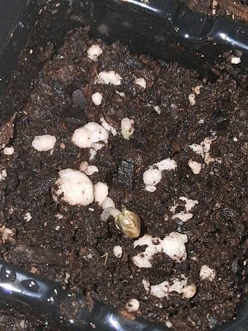 Free Seeds — germination, day 4