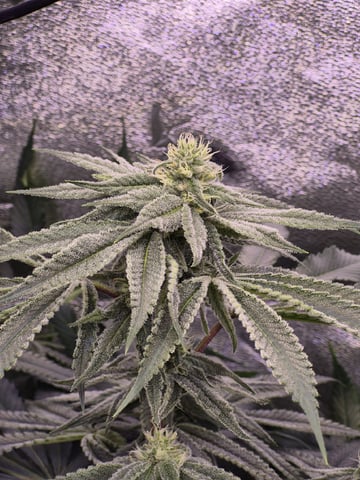 zlurricane blast — flower, day 93