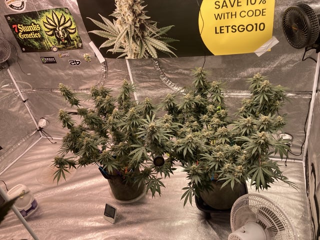 Planet Berry 7skunksgenetics 