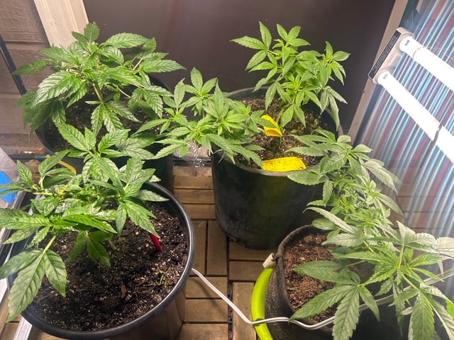 first indoor tent grow — vegetative, day 80