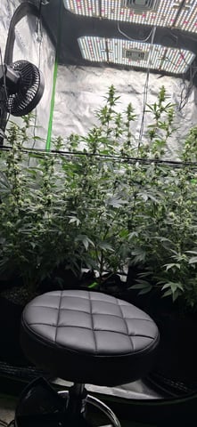 SGC And GWS Clones — flower, day 28