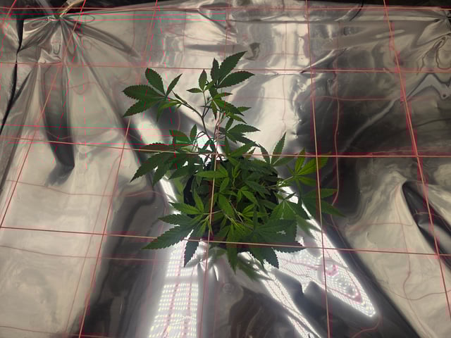 Platnium Jelly — vegetative, day 14