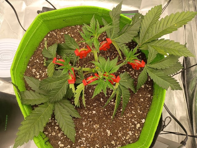 FastBuds Photo-Lemon Mandarin  — vegetative, day 37