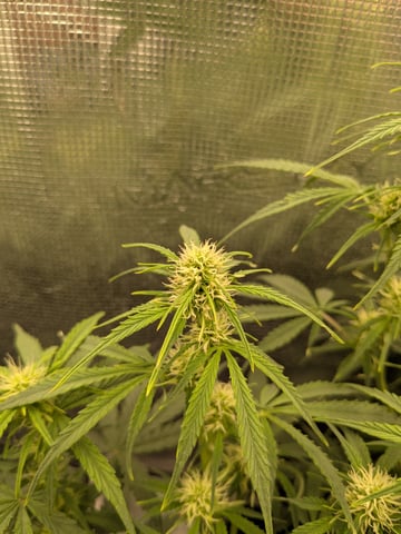first grow — flower, day 37