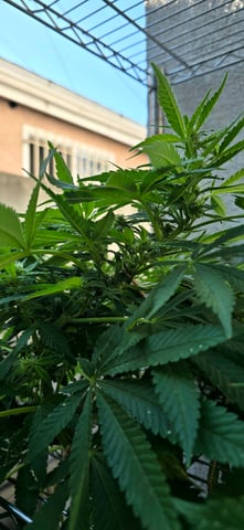 Mystery Weed Plant — flower, day 118