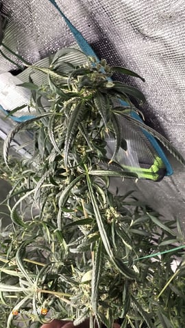 Slightly Stoopid Fruits  — flower, day 85