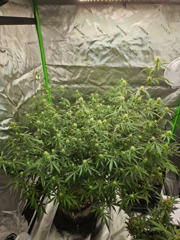 Sour Patch Kids — flower, day 5
