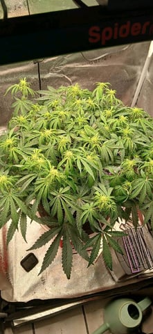 newest ggs setup grow — flower, day 43