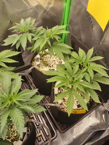 Mainely Genetics Micro Pheno Hunt — vegetative, day 33