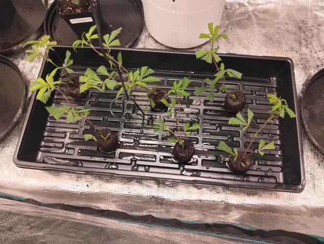Nana's x BBC  — seedling_rooting, day 1