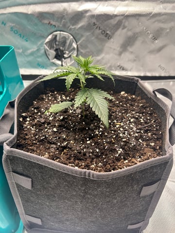 First Ever Grow GT — seedling_rooting, day 22