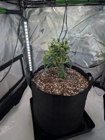 C99 CloneWars! — vegetative, day 7